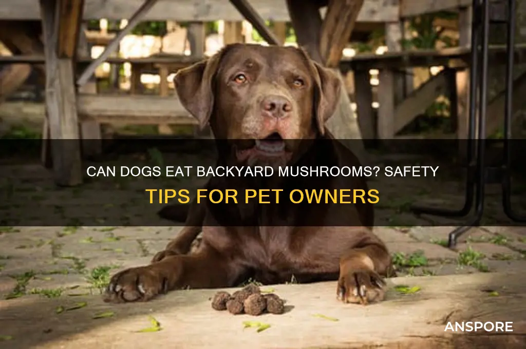 can dogs eat backyard mushrooms