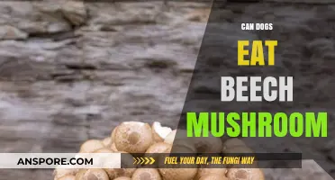 Can Dogs Safely Eat Beech Mushrooms? A Pet Owner's Guide