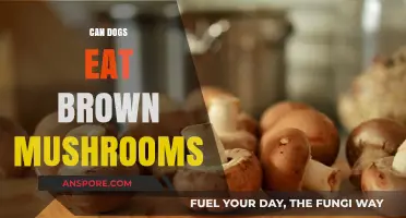Can Dogs Eat Brown Mushrooms? Safety Tips for Pet Owners
