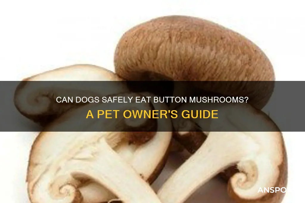 can dogs eat button mushroom