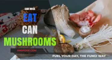 Can Dogs Eat Mushrooms? Safety Tips and Risks Explained