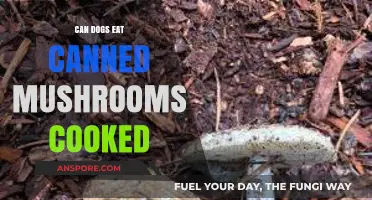 Can Dogs Eat Canned Mushrooms? Safe Cooking Tips Revealed