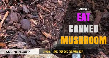 Can Dogs Eat Canned Mushrooms? Safety Tips for Pet Owners