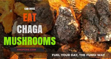 Can Dogs Safely Eat Chaga Mushrooms? A Pet Owner's Guide