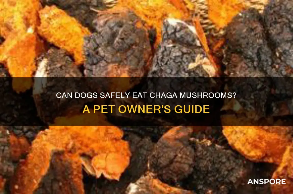 can dogs eat chaga mushrooms