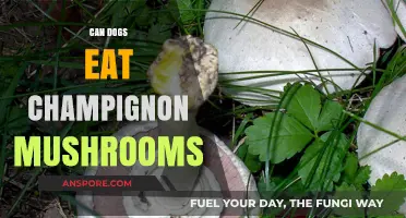 Can Dogs Safely Eat Champignon Mushrooms? A Pet Owner's Guide