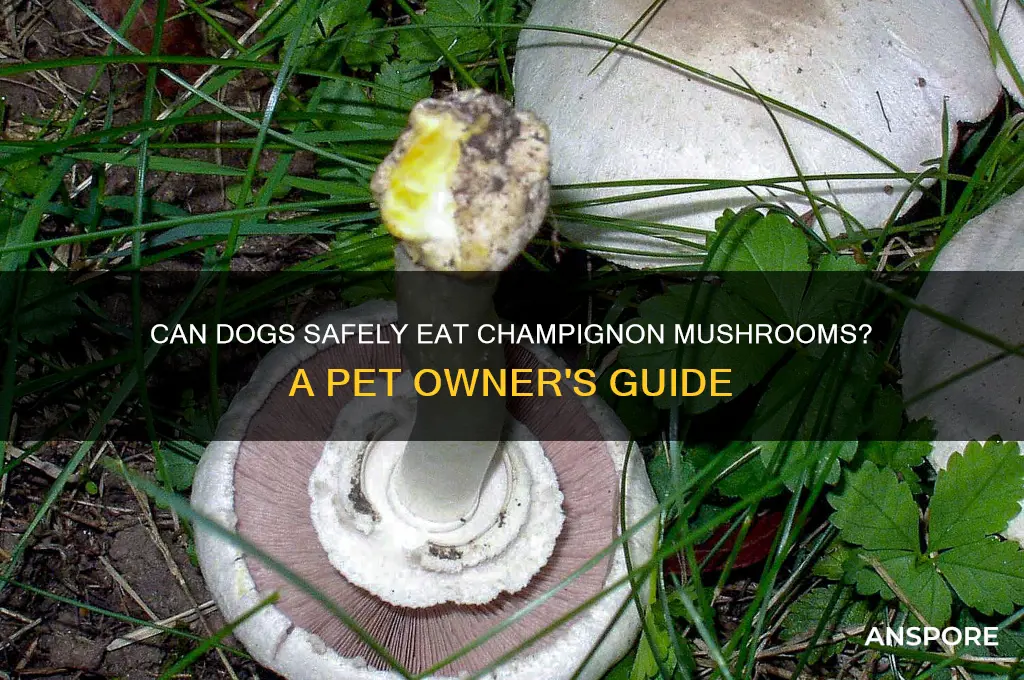 can dogs eat champignon mushrooms