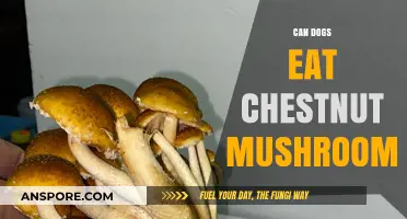 Can Dogs Safely Eat Chestnut Mushrooms? A Pet Owner's Guide
