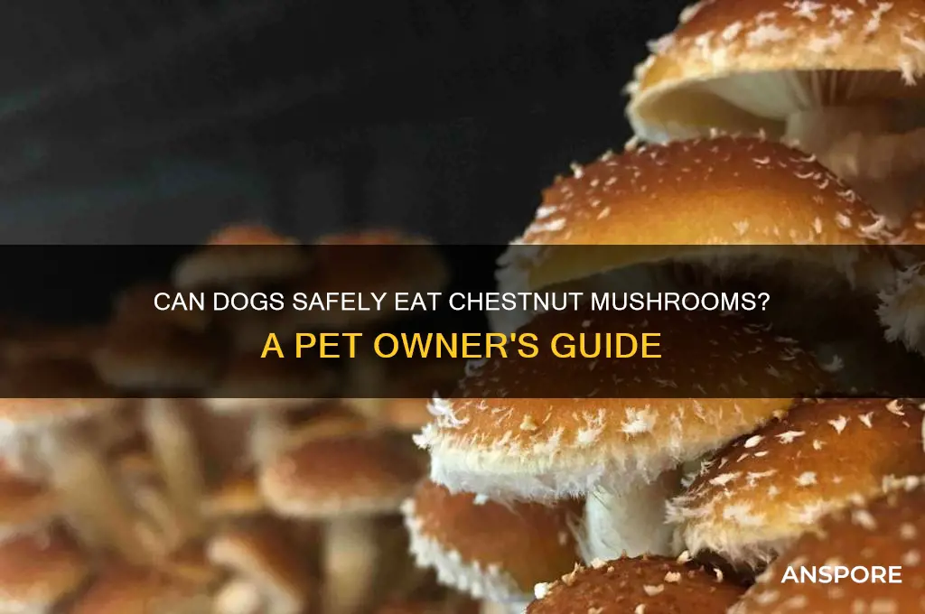 can dogs eat chestnut mushrooms
