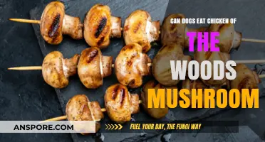 Can Dogs Safely Eat Chicken of the Woods Mushrooms?