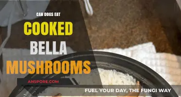 Can Dogs Safely Eat Cooked Bella Mushrooms? A Pet Owner's Guide