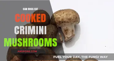 Can Dogs Safely Eat Cooked Crimini Mushrooms? A Complete Guide