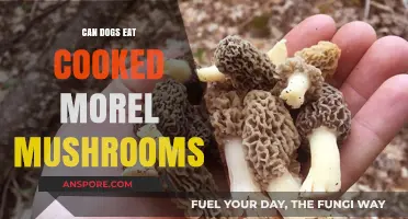 Can Dogs Safely Eat Cooked Morel Mushrooms? Expert Advice