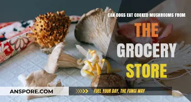 Can Dogs Safely Eat Cooked Grocery Store Mushrooms? Find Out!