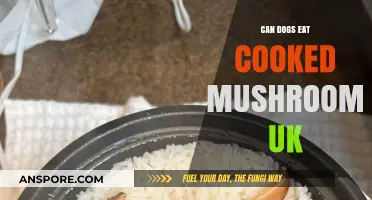 Can Dogs Safely Eat Cooked Mushrooms in the UK?