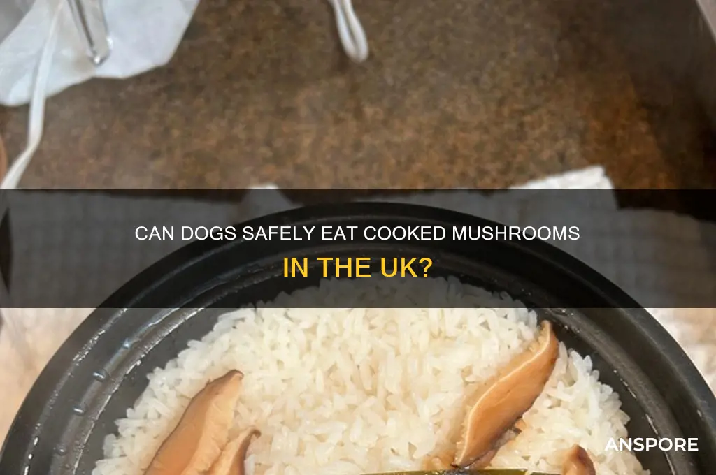 can dogs eat cooked mushrooms uk