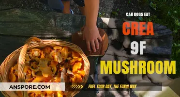 Can Dogs Safely Eat Cremini Mushrooms? A Pet Owner's Guide