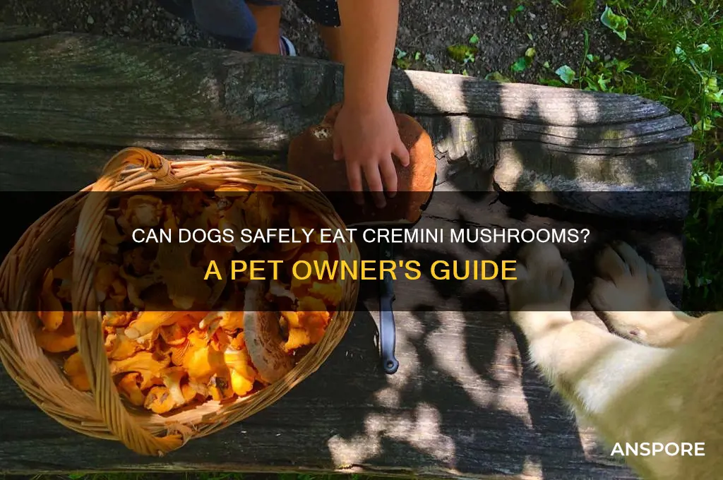 can dogs eat crea 9f mushroom