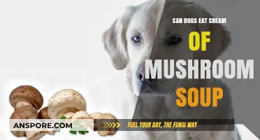 Can Dogs Safely Eat Cream of Mushroom Soup? Find Out Here