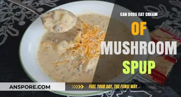Can Dogs Safely Eat Cream of Mushroom Soup? Vet-Approved Facts
