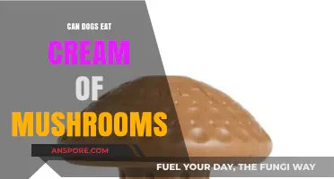 Can Dogs Safely Eat Cream of Mushrooms? Expert Advice