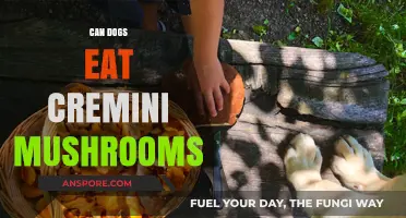 Can Dogs Eat Cremini Mushrooms? Safety and Nutritional Insights