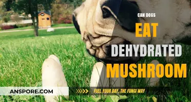 Can Dogs Eat Dehydrated Mushrooms? Safety and Risks Explained