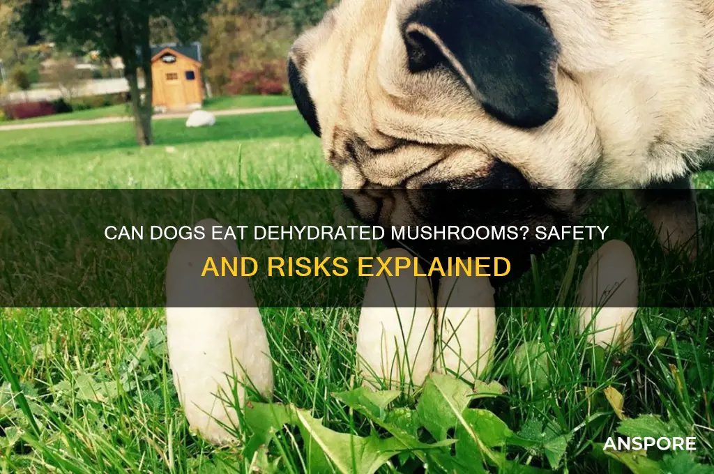 can dogs eat dehydrated mushrooms