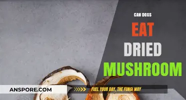 Can Dogs Eat Dried Mushrooms? Safety Tips and Risks Explained