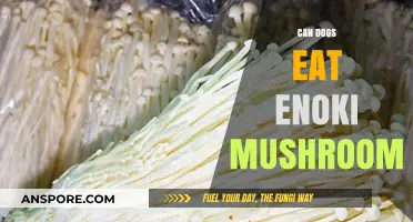 Can Dogs Safely Eat Enoki Mushrooms? A Pet Owner's Guide