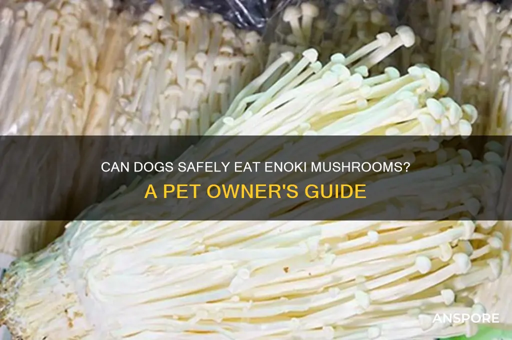 can dogs eat enoki mushroom
