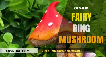 Can Dogs Safely Eat Fairy Ring Mushrooms? Risks and Facts