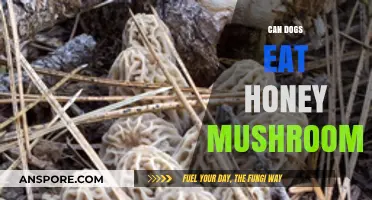 Can Dogs Safely Eat Honey Mushrooms? Risks and Facts Revealed