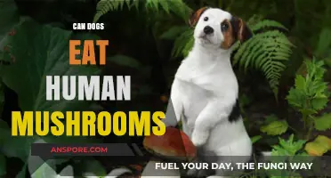 Can Dogs Safely Eat Human Mushrooms? Risks and Facts Revealed