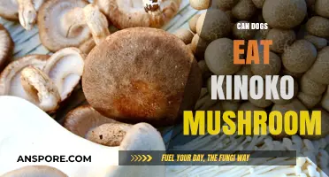 Can Dogs Safely Eat Kinoko Mushrooms? A Pet Owner's Guide