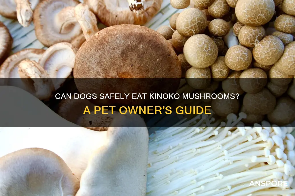 can dogs eat kinoko mushroom