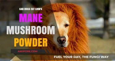 Can Dogs Safely Consume Lion's Mane Mushroom Powder?