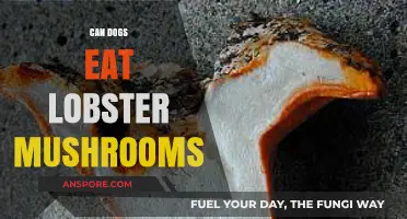 Can Dogs Safely Eat Lobster Mushrooms? A Pet Owner's Guide