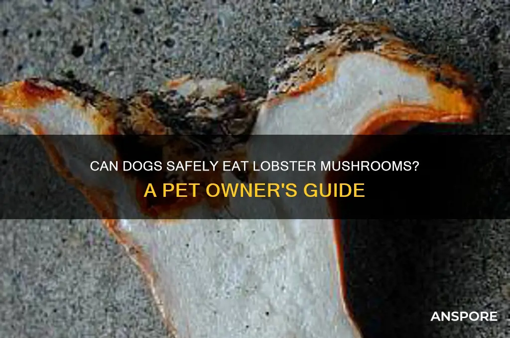 can dogs eat lobster mushrooms