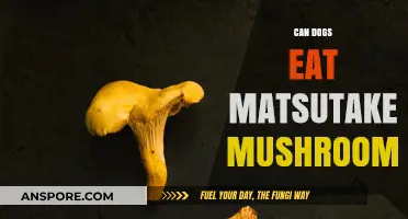 Can Dogs Safely Eat Matsutake Mushrooms? A Pet Owner's Guide