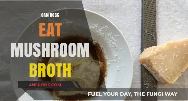Can Dogs Safely Enjoy Mushroom Broth? A Pet Owner's Guide