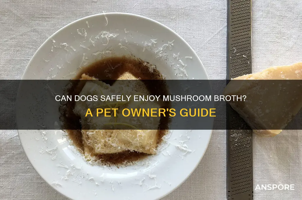 can dogs eat mushroom broth