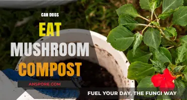 Can Dogs Eat Mushroom Compost? Safety Tips for Pet Owners