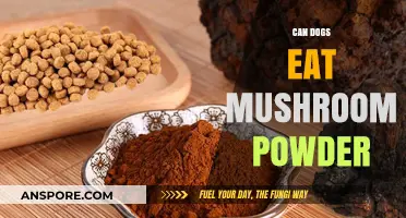 Can Dogs Safely Consume Mushroom Powder? A Complete Guide