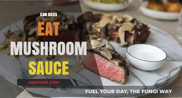 Can Dogs Safely Eat Mushroom Sauce? A Pet Owner's Guide