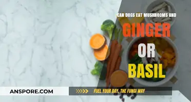 Can Dogs Safely Eat Mushrooms, Ginger, or Basil? Find Out!