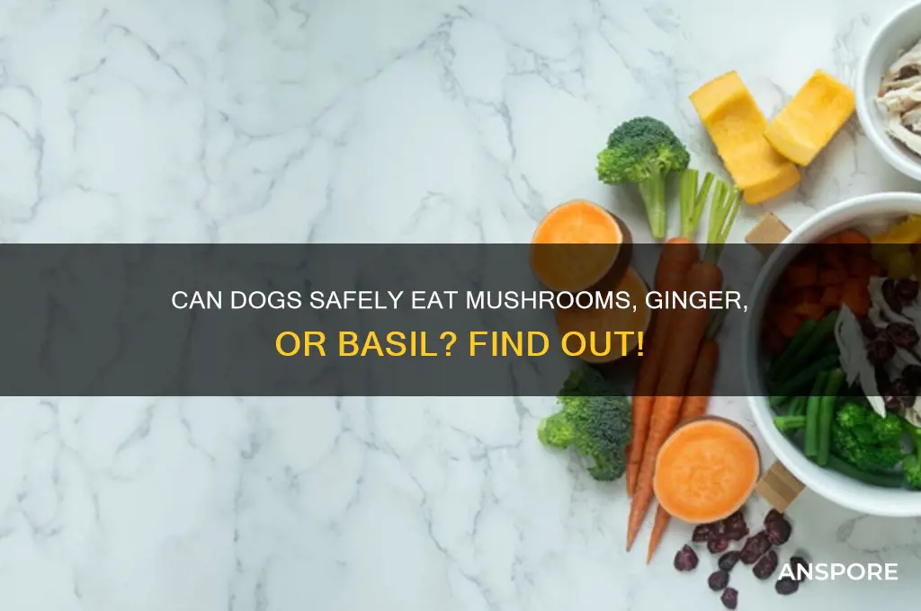 can dogs eat mushrooms and ginger or basil