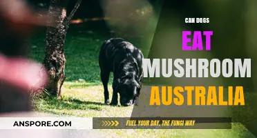 Can Dogs Eat Mushrooms in Australia? A Pet Owner's Guide