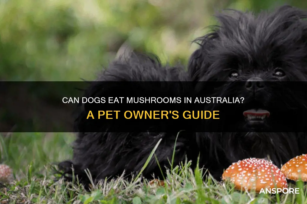can dogs eat mushrooms australia