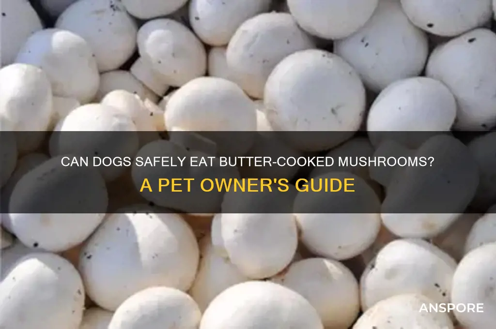 can dogs eat mushrooms cooked in butter
